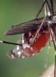 abdomen moustique