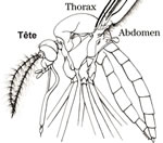 anatomie moustique