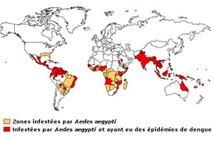 carte moustique monde