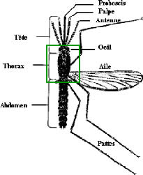 thorax moustique