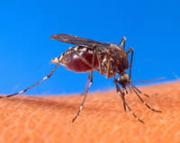 anti-moustique
