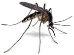 moustique-vecteur-maladie