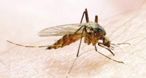 Le virus du SIDA ne se transmet pas par la piqûre d'un moustique